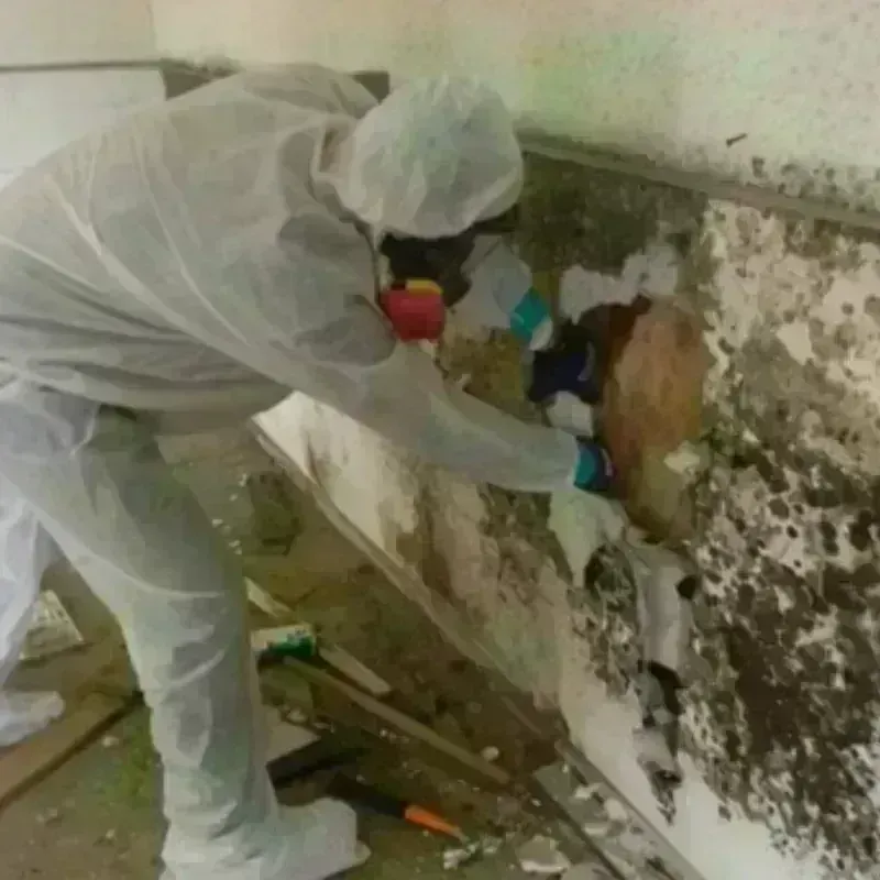 Mold Remediation and Removal in Giles County, TN